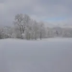 Araukaina